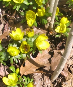 bees on Winter Aconite-April 3